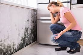 Best Mold Documentation for Insurance Claims  in Tarboro, NC